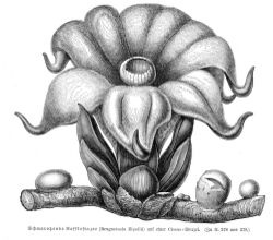 Rafflesiaceae sp vMH378.jpg