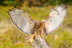 Red-tailed Hawk (falconry, Canada).jpg