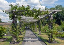 Rose Pergola at Kew Gardens.jpg