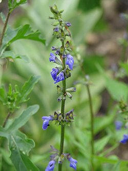 Salvia arizonica (19374804715).jpg