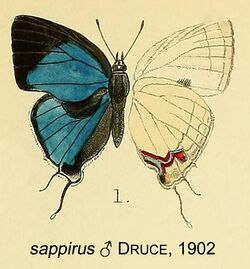 SappirusDruce1902OD.jpg