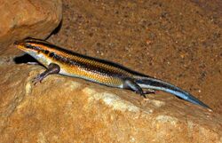 Scincidae - Trachylepis margaritifera-001.JPG