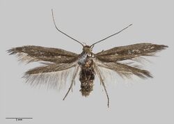 Scythris nigra AMNZ21797.jpg