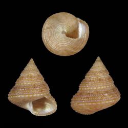 Seashell Calliostoma basulense.jpg
