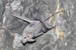 Small mouse-tailed bat.jpg