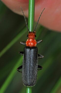 Soldier Beetle - Podabrus pruinosus, Packer Lake, California.jpg