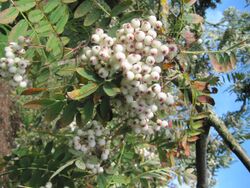 Sorbus forrestii (Forrest's Rowan).jpg