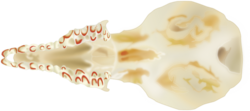 Sorex bendirii skull base.svg