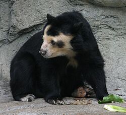 Spectacled Bear - Houston Zoo.jpg