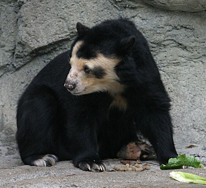 File:Spectacled Bear - Houston Zoo.jpg