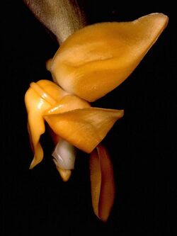 Stanhopea annulata Orchi 001.jpg
