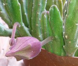 Stapelia leendertziae small bud 01.jpg