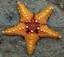 Starfish 02 (paulshaffner) cropped.jpg