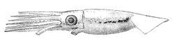 Sthenoteuthis pteropus 2.jpeg