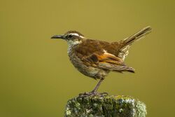 Stout-billed Cinclodes - Colombia S4E0981.jpg