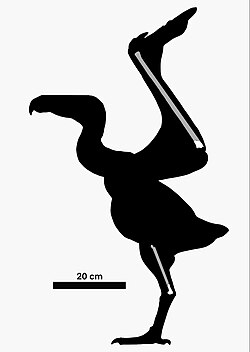Taubatornis campbelli skeletal.jpg