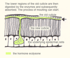 The lower regions of the old cuticle are then digested by the enzymes and subsequently absorbed. The process of moulting can start.