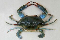 The Childrens Museum of Indianapolis - Atlantic blue crab.jpg