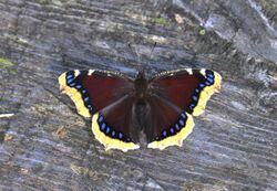 The Mourning Cloak (23369139485).jpg