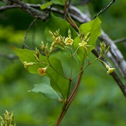 Thyrsanthella difformis Arkansas.jpg