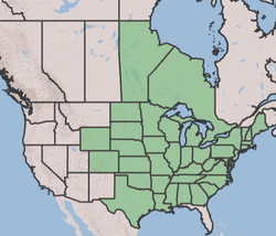 USDA Lobelia siphlitica range map.png