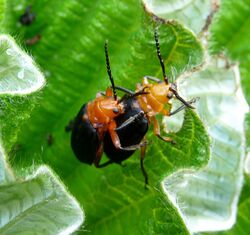 Un-id. Chrysomelidae. (Coelomera cayennensis ) - Flickr - gailhampshire.jpg