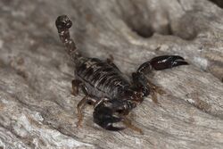 Australian black rock scorpion (Urodacus manicatus)