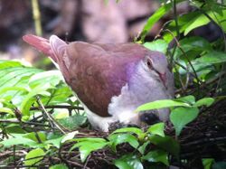 Violaceous Quail-Dove, Panama (8143020744).jpg