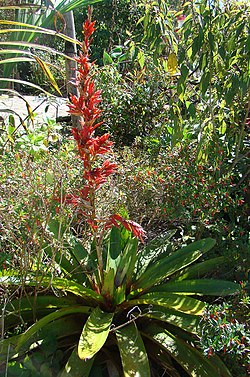 Photograph of the plant showing thick leaves spreading out around the base of the central stem that has red flowers
