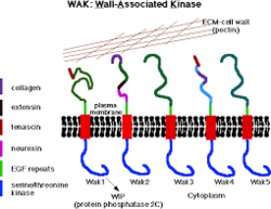WAKs and Pectin in Cell Wall.png
