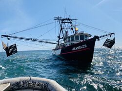 West Coast Shrimp Trawler, "Wrangler".jpg