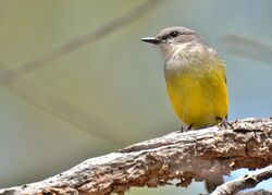 A grey and yellow bird, viewed from below