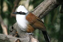 White-crested laughingthrush, St. Louis Zoo.jpg