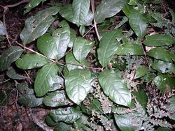 Wilkiea huegeliana Macquarie Pass NP.JPG