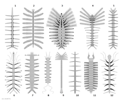 Reconstruction of various lobopodians. 1: Microdictyon sinicum, 2: Diania cactiformis, 3: Collinsovermis monstruosus, 4: Luolishania longicruris, 5: Onychodictyon ferox, 6: Hallucigenia sparsa, 7: Aysheaia pedunculata, 8: Antennacanthopodia gracilis, 9: Facivermis yunnanicus, 10: Paucipodia inermis, 11: Jianshanopodia decora, 12: Hallucigenia fortis