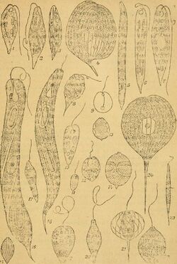 Algen I. (Schizophyceen, Flagellaten, Peridineen) (1910) (17762559370).jpg