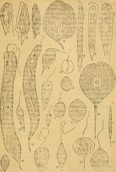 File:Algen I. (Schizophyceen, Flagellaten, Peridineen) (1910) (17762559370).jpg