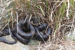 Amur rat snake.jpg