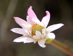 Anemone thomsonii mtkenya 1.jpg