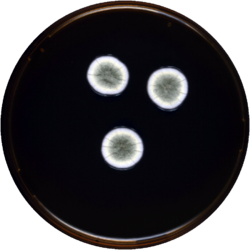 Aspergillus jensenii meaox.png