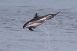 Atlantic white-sided dolphin.jpg