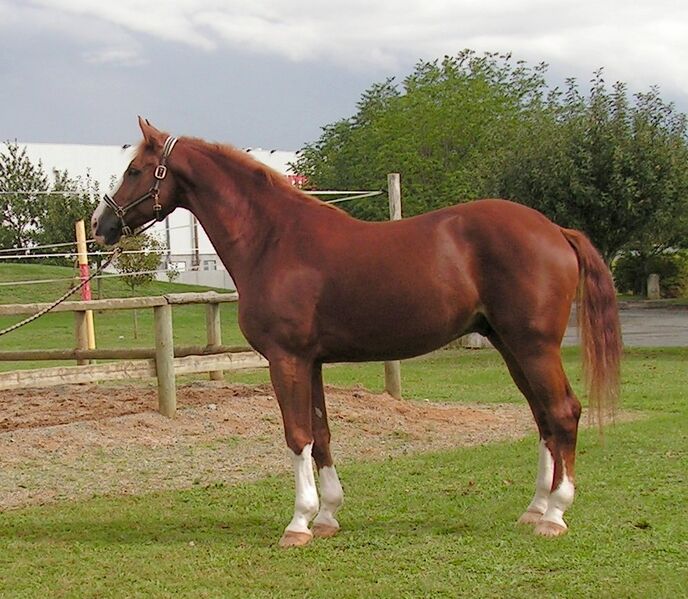 File:Avenger - Westphalian horse.jpg