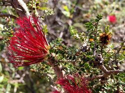 Beaufortia elegans.jpg