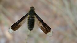 Bee Fly, Comptosia quadripennis (6797292941).jpg