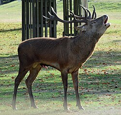 Bellowing stag in Bushy Park during the rut (45123187511).jpg