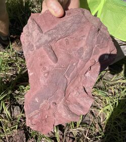 A piece of stone about the size of a typical flag stone, held up for the camera by someone. The rock has ridges and burrows throughout, and is pinkish-red.