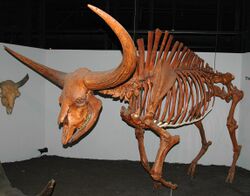 Bison latifrons fossil buffalo (Pleistocene; North America) 1 (15257877377).jpg