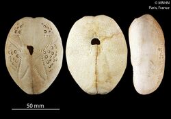 Breynia australasiae.jpg