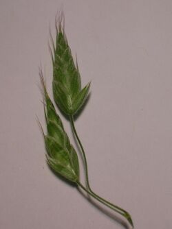 Bromus commutatus spikelets.JPG