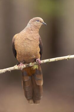 Brown Cuckoo-Dove - Brunkerville.jpg